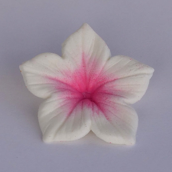 Corante Em Pó Fuchsia 7g - JustAddLove